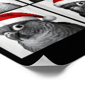 Poster Photo amusant de Noël d'un conure à joues vertes e (Coin)