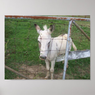 Poster Photo amusante Albino Mule