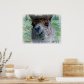 Poster Photo amusante du visage d'une lama sur une affich (Cuisine)