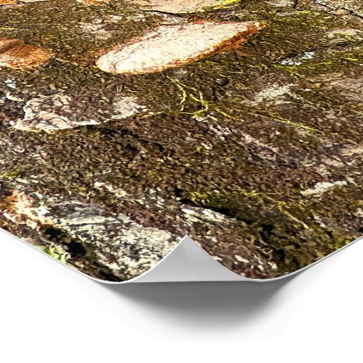 Poster photo Arbre Champignons (Coin)