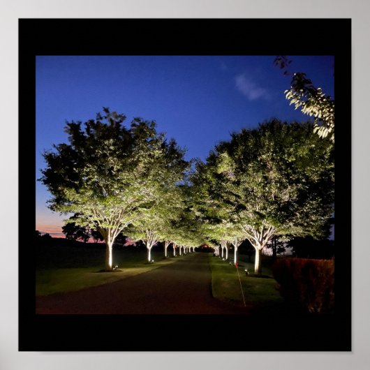 Poster photo Arbres à la nuit (Devant)