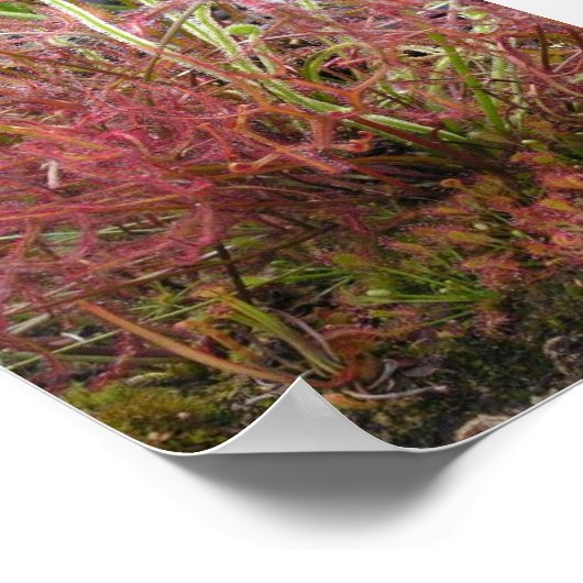 Poster photo Assorted Sundew (Drosera) (Coin)