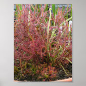 Poster photo Assorted Sundew (Drosera) (Devant)