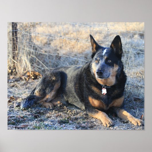Poster photo Australian Cattle Dog ou Blue Heeler (Devant)