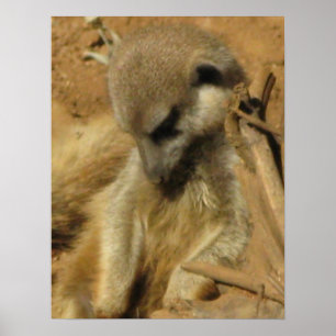 Poster Photo avec du charme d'un Meerkat
