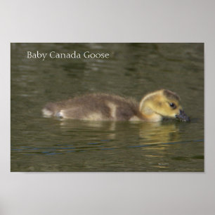 Poster photo Baby Canada Goose