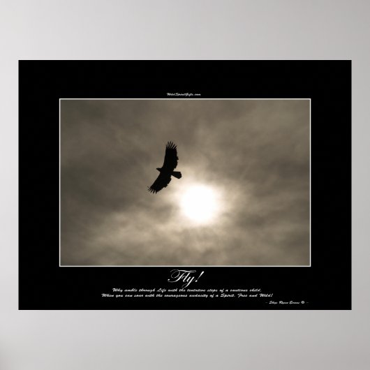 Poster photo Bald Eagle & Sun (Devant)