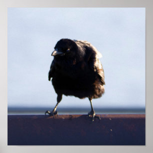 Poster Photo Blackbird