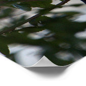 Poster photo Blackbird (Coin)