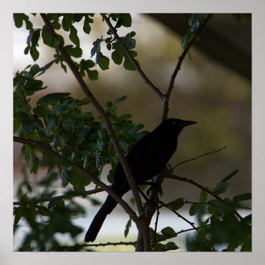 Poster photo Blackbird (Devant)