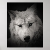 Poster photo blanc noir Loup blanc (Devant)