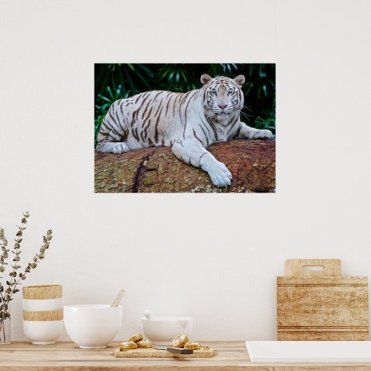 Poster photo blanc Tiger Repose (Cuisine)