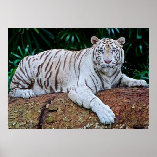 Poster photo blanc Tiger Repose (Devant)