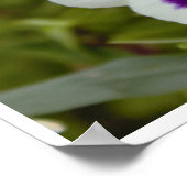 Poster Photo blanc violet Pansy (Coin)