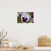 Poster Photo blanc violet Pansy (Cuisine)