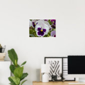 Poster Photo blanc violet Pansy (Bureau à domicile)