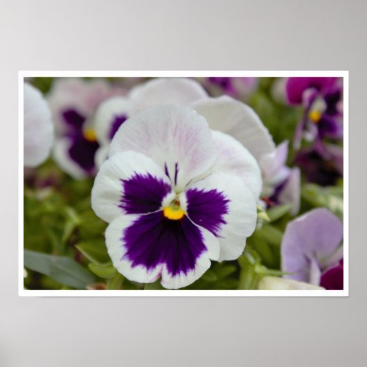Poster Photo blanc violet Pansy (Devant)