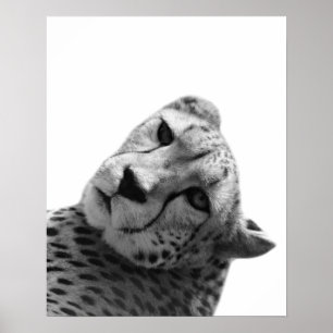 Poster Photo blanche noire d'animal de jungle de léopard