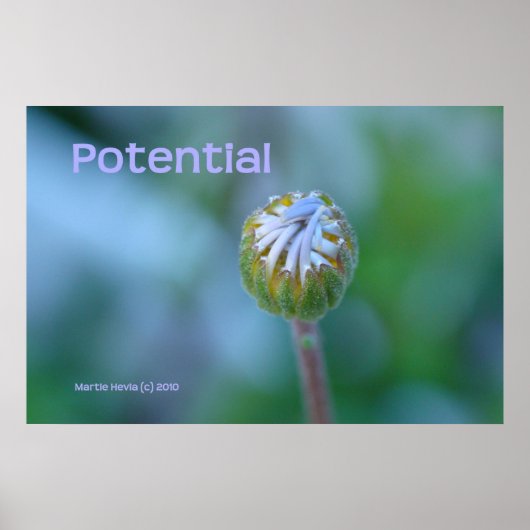 Poster Photo Blue Daisy Bud Imprimer/Poster - "Potentiel" (Devant)