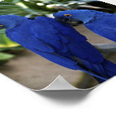 Poster photo Blue Parrots (Coin)