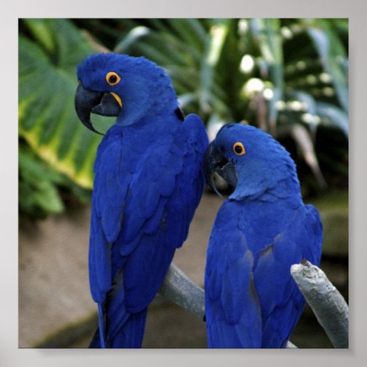 Poster photo Blue Parrots (Devant)