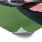 Poster Photo Blue Pitbull Puppy (Coin)