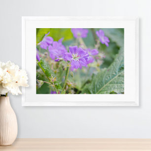 Poster Photo botanique de géranium sauvage violet clair