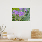 Poster Photo botanique de géranium sauvage violet clair (Cuisine)
