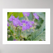 Poster Photo botanique de géranium sauvage violet clair (Devant)