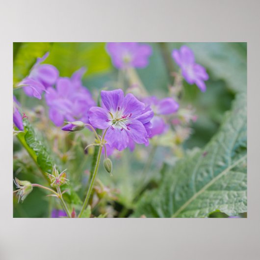 Poster Photo botanique de géranium sauvage violet clair (Devant)