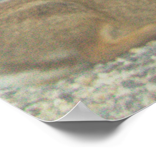 Poster photo Bunny (Coin)