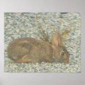 Poster photo Bunny (Devant)