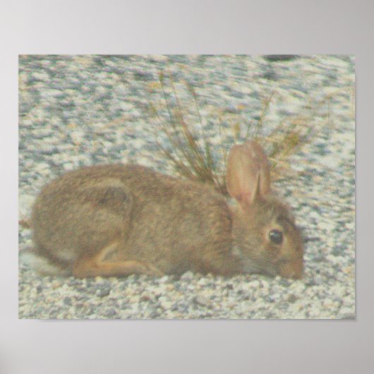 Poster photo Bunny (Devant)
