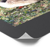 Poster photo Canada Goose (Coin)