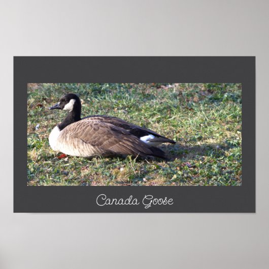 Poster photo Canada Goose (Devant)