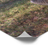 Poster photo Canada Goose (Coin)