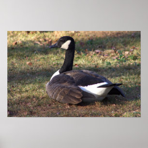 Poster photo Canada Goose