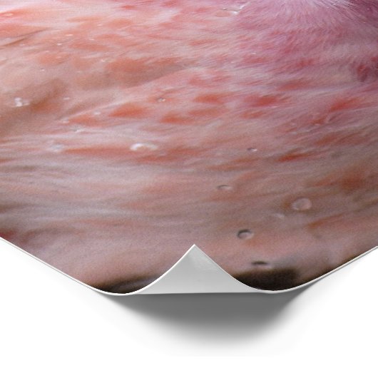 Poster Photo captive d'un Flamant rose andin (Coin)