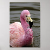 Poster Photo captive d'un Flamant rose andin (Devant)