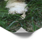Poster photo Cavachon customisé, Chien (Coin)