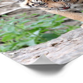 Poster Photo chat tigre, animaux. (Coin)