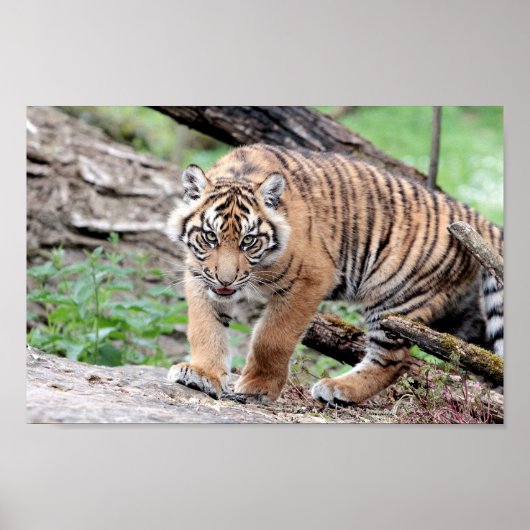 Poster Photo chat tigre, animaux. (Devant)