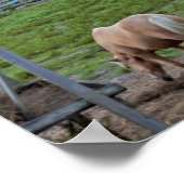 Poster Photo Cheval (Coin)