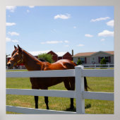 Poster Photo Cheval (Devant)