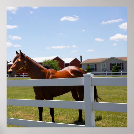 Poster Photo Cheval (Devant)