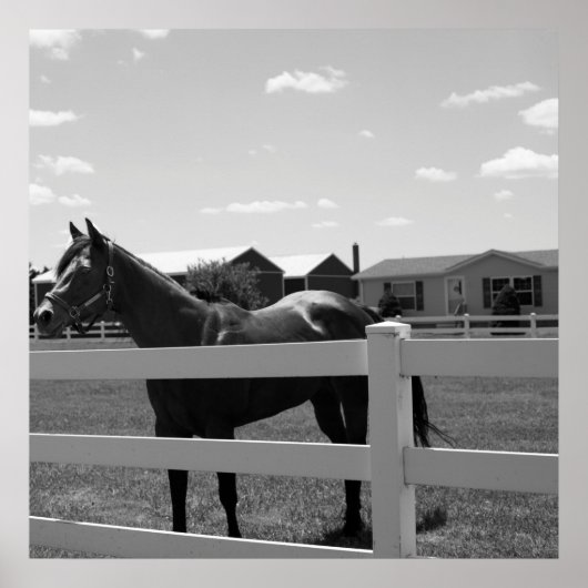 Poster Photo Cheval (Devant)