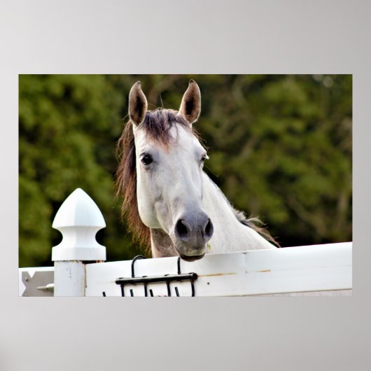 Poster Photo Cheval Blanc (Devant)
