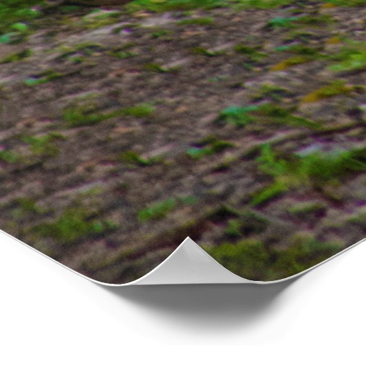 Poster Photo Cheval Blanc (Coin)