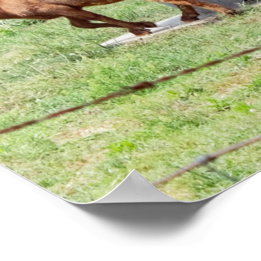 Poster Photo chèvre (Coin)