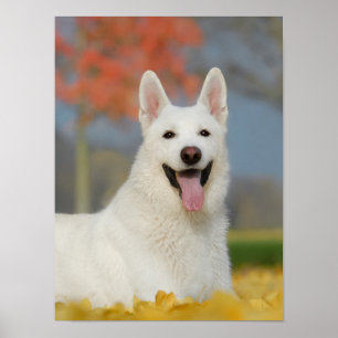Poster Photo Chien de Berger Suisse Blanche, mignonne Ami